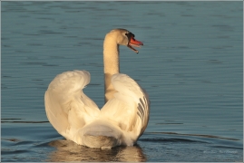 <p>Labuť velká (Cygnus olor) –--- /Mute schwan – Höckerschwan/</p>